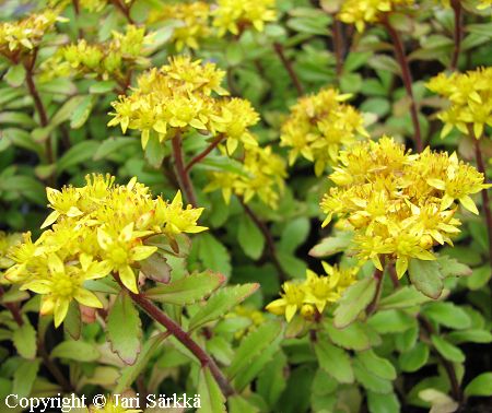 Sedum selskianum 'Goldilocks', amurinmaksaruoho